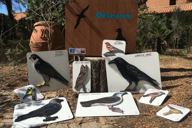 Mallette pédagogique de découverte des oiseaux © Céline Obadia – Parc national de Port-Cros